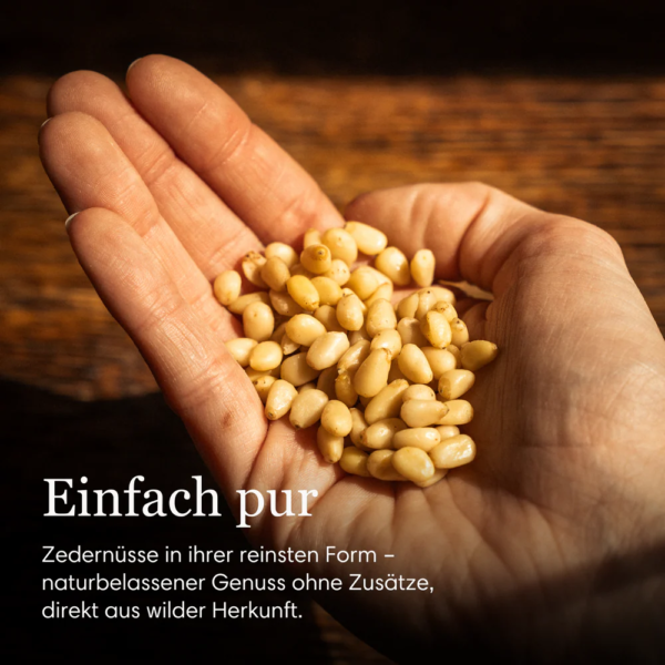 Zedernüsse aus Sibirien jetzt auch in der Kilopackung – Bild 3