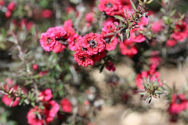 Manuka aus Neuseeland